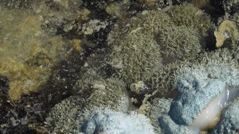 Xenia-soft-coral-during-low-tide-with-seawater-rising,-fringing-reef-in-Fiji