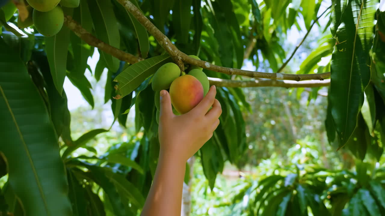 Hand Picking a Ripe Mango from a Tree