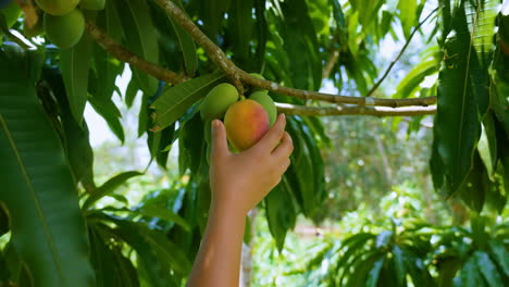 hand picking a ripe mango from a tree