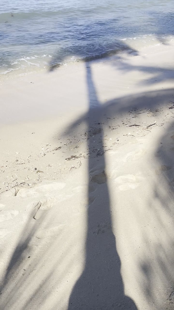 Vertical tropical beach palm tree shadow on white sand with ocean waves sunlight relaxing summer landscape