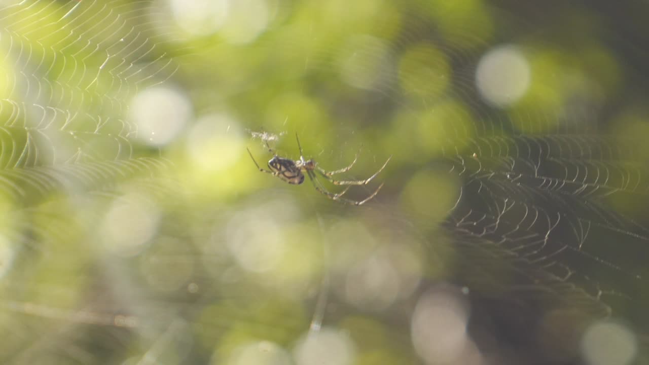 Spider alert checking web for prey