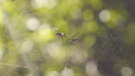 spider alert checking web for prey