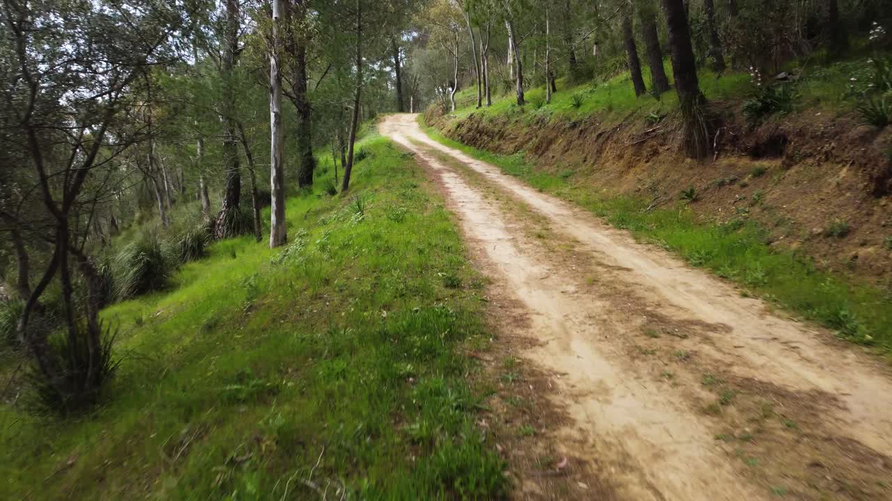 Drone FPV che vola basso lungo una strada sterrata tortuosa attraverso una lussureggiante foresta di pini ed eucalipti sulle pendici dell'Etna, Sicilia. Una prospettiva dinamica cattura il sottobosco verde e il sentiero alberato.