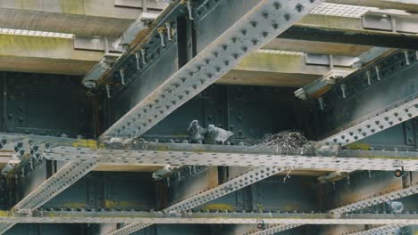 shot of pigeon nest under the railway bridge at daytime