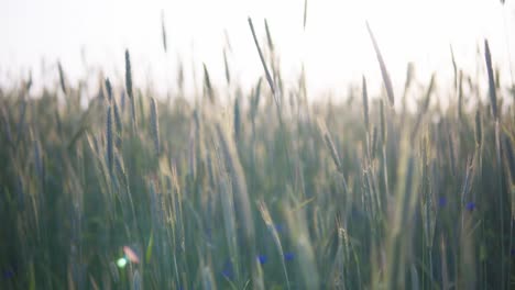 view of a cereal field during sunset