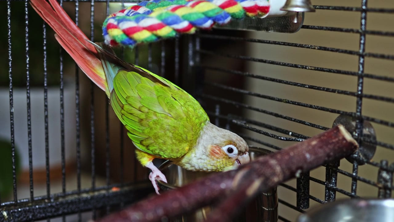 Un oiseau vert coloré explore sa gamelle d'eau dans sa cage en journée, dans un intérieur douillet avec divers jouets disponibles.