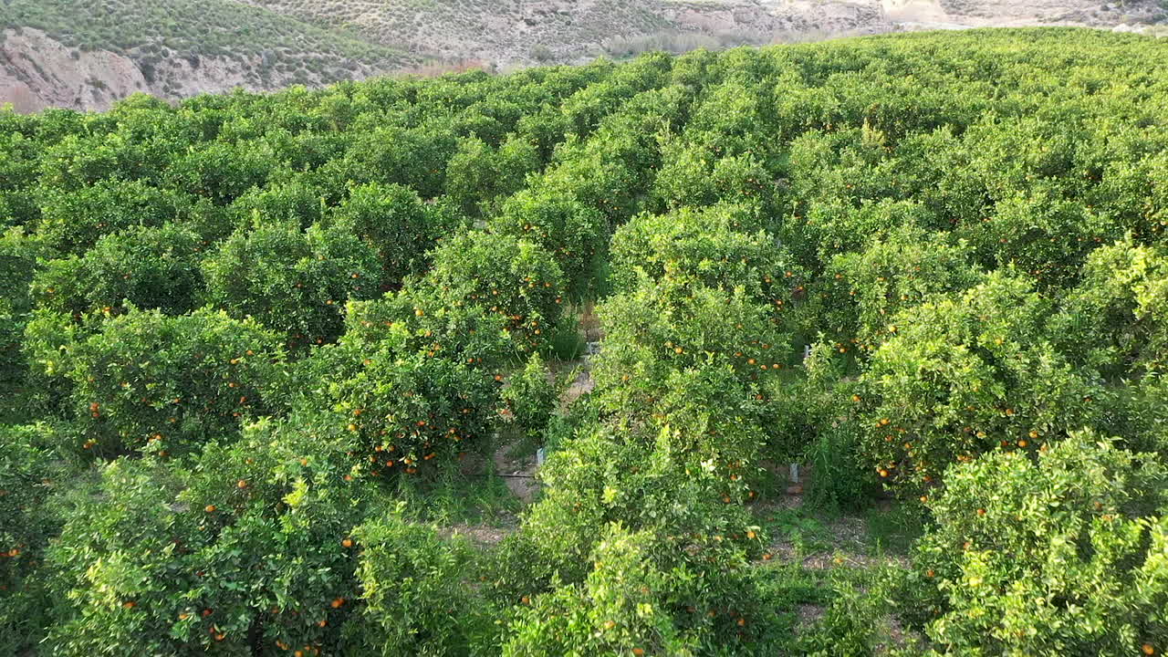mediterranean orange grove shot with drone footage