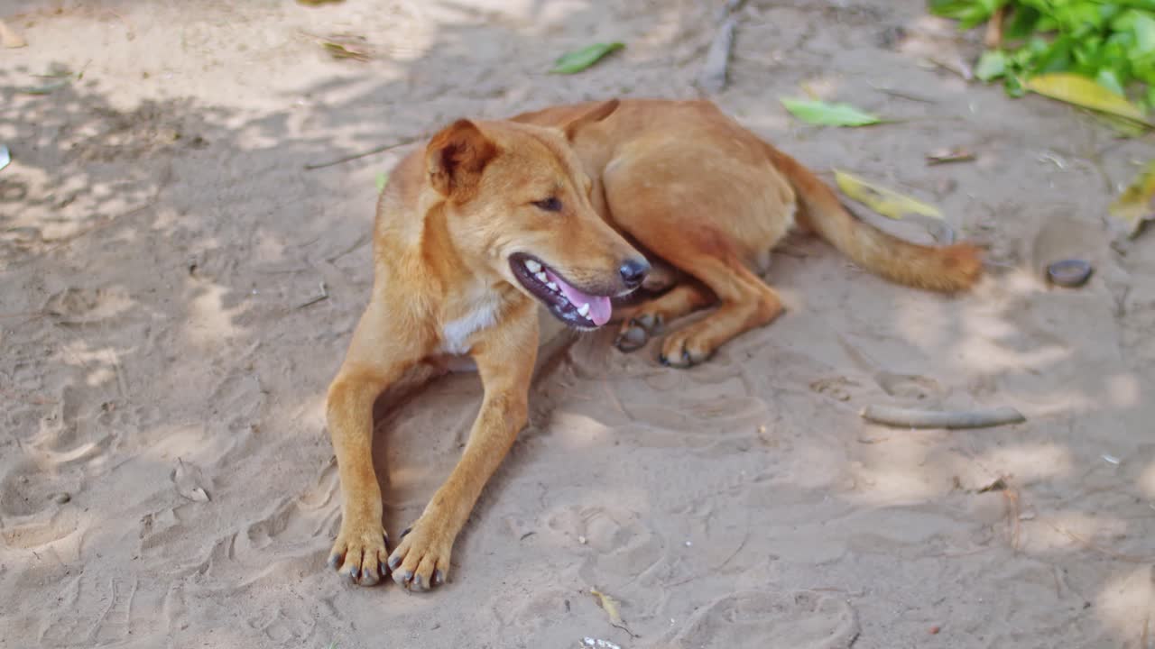perro rojo dormido en el suelo