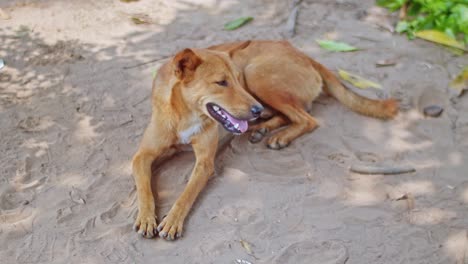 red male dog sleeping on the floor