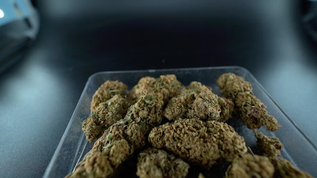 대마초 식물의 자세한 크레인 앞으로 이동, 명확한 접시에 대마초 꽃, 하이브리드 품종, 인디카 및 사티바, 120fps 느린 동작 풀 hd, 영화 스튜디오 조명