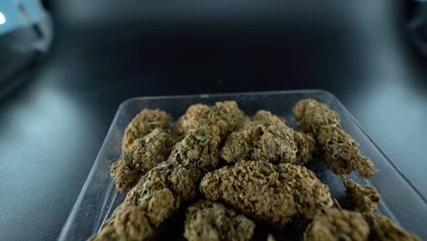 un primer plano detallado de una grúa en movimiento hacia adelante de una planta de cannabis, flor de marihuana en un plato transparente, cepas híbridas, indica y sativa, cámara lenta de 120 fps full hd, iluminación de estudio cinematográfico
