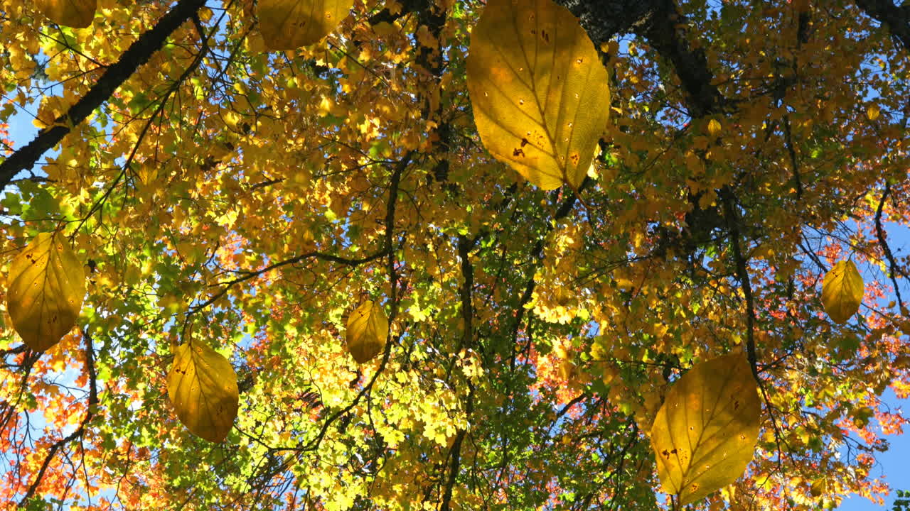 animación de las hojas de otoño que caen contra la vista de los árboles y el cielo azul
