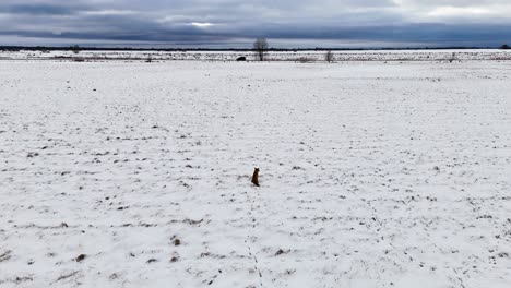 Der-Fuchs-Ruht-Im-Schnee-Und-Blickt-Auf-Eine-Stark-Befahrene-Straße