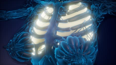cuerpo humano con pulmones visibles