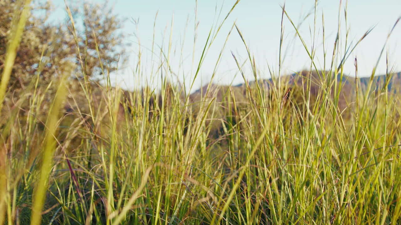empujar en bundles exuberantes de hierba en la fase de primavera temprana
