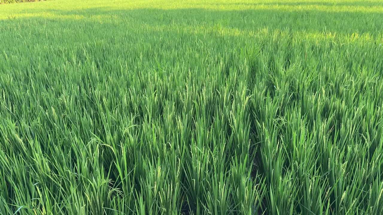 Campo de Arroz Verde Exuberante Ondulando Suavemente ao Vento
