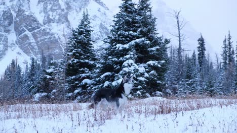 husky playing in the snow in the canadian rockies