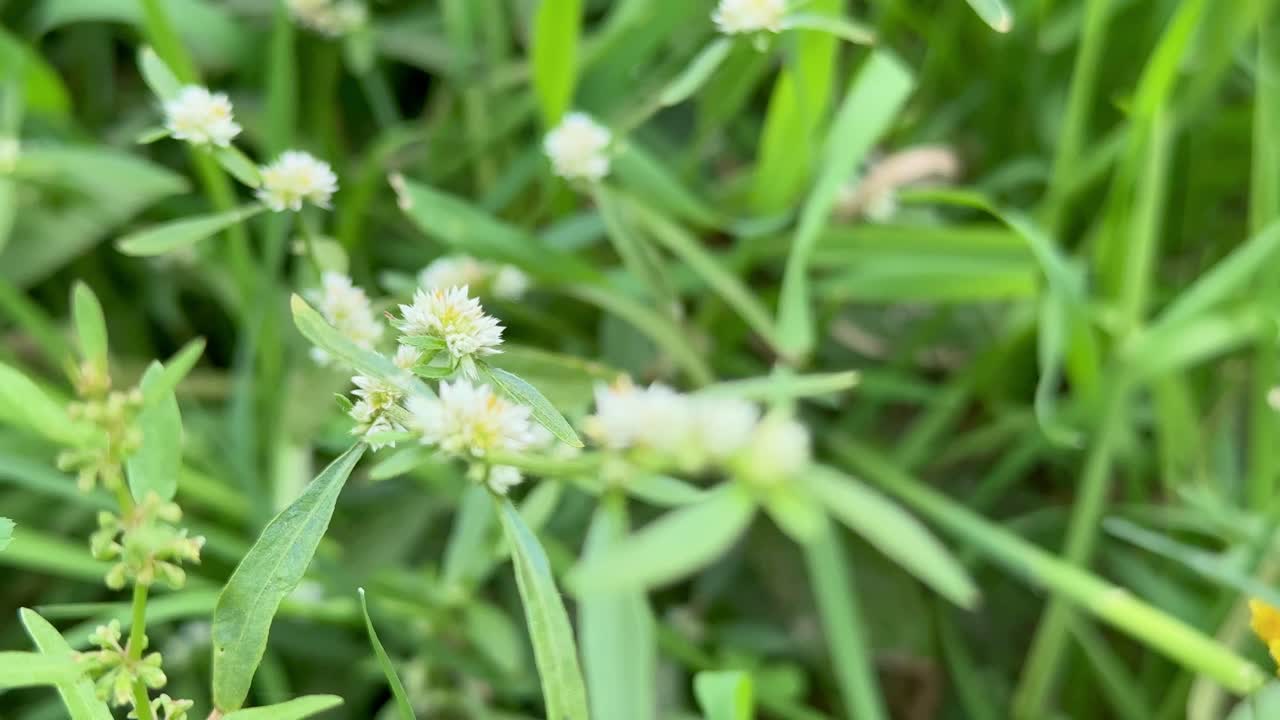 closeup of Alternanthera philoxeroides, commonly referred to as alligator weed, is a native species to the temperate regions of South America