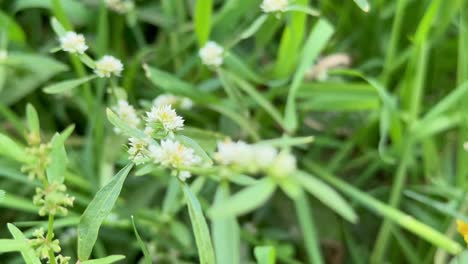closeup of alternanthera philoxeroides, commonly referred to as alligator weed, is a native species to the temperate regions of south america