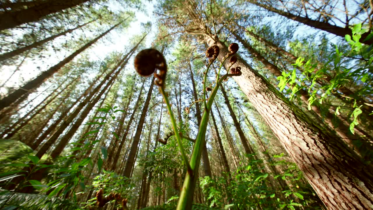 Wide angle view of New Zealand fern next to pine trees
