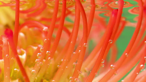 underwater pincushion protea flower close-up