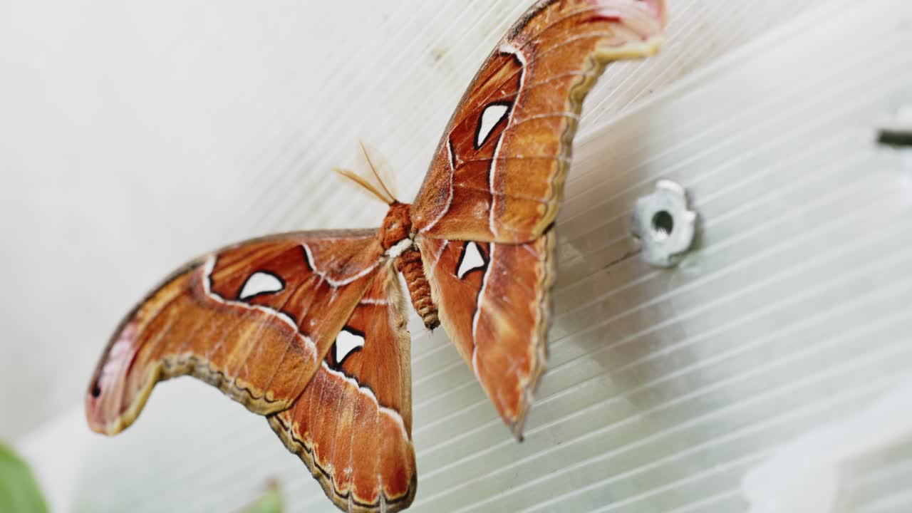 primer plano de la gran mariposa atlas attacus, conocida como polilla atlas descansando sobre un sólido