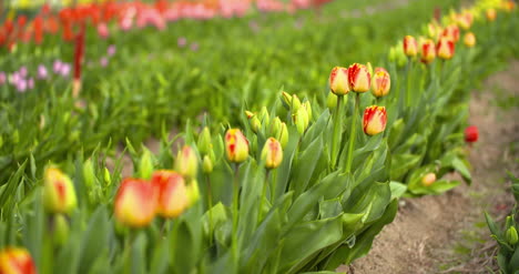 tulips plantation in netherlands agriculture 6