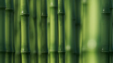 el fondo de la planta de bambú natural verde, renderización en 3d.