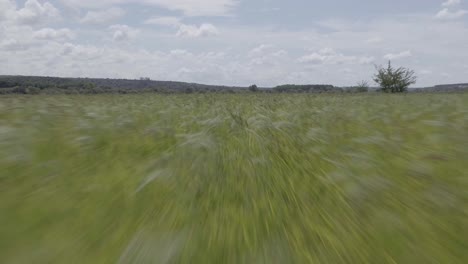 low fly by at a green rice field