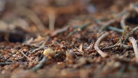 Insectos-De-Hormigas-Forestales-En-Busca-De-Comida-En-La-Temporada-De-Otoño-Vista-Macro-Del-Bosque.