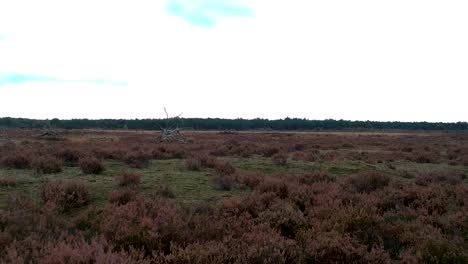 drone flying over a red bushed savanna on a windy day