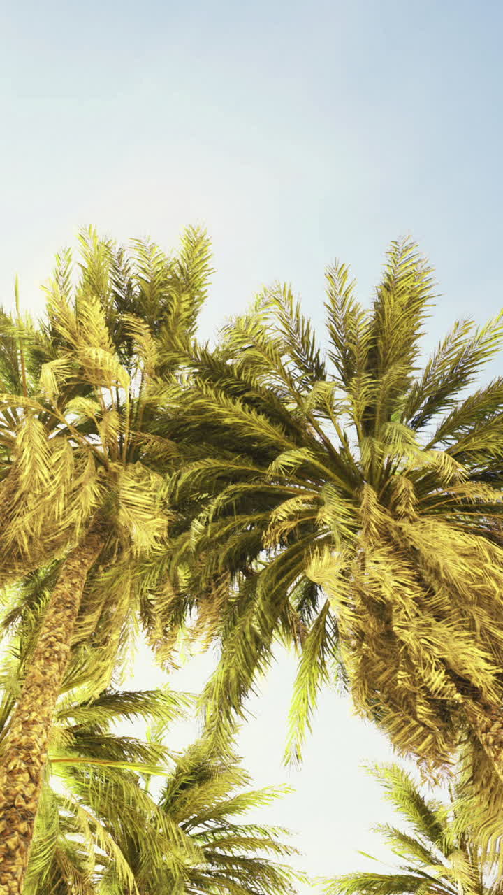 Palm trees reaching towards a clear blue sky during bright daylight