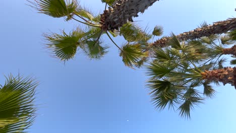 Advancing among the tops of palm trees in vertical view