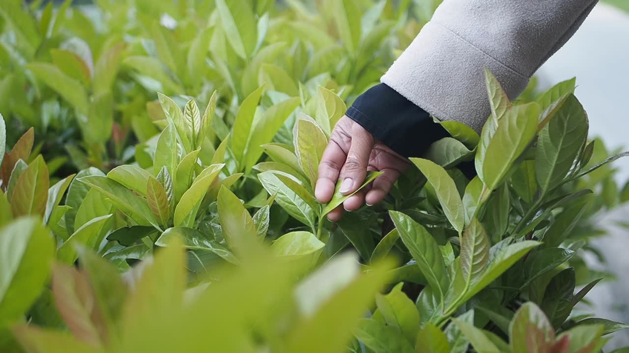 Mano che tocca delicatamente foglie verdi fresche su un cespuglio