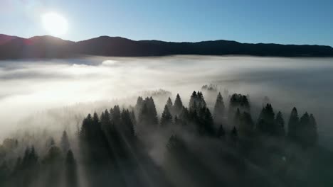 Wunderschöne-Aufnahme-Einer-Friedlichen-Waldlandschaft-Bei-Nebligem-Wetter