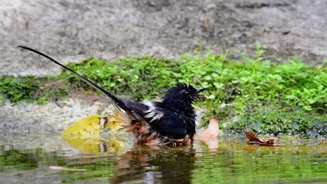 Shama-De-Rabadilla-Blanca-Bañándose-En-El-Bosque-Durante-Un-Día-Caluroso,-Copsychus-Malabaricus,-En-Cámara-Lenta