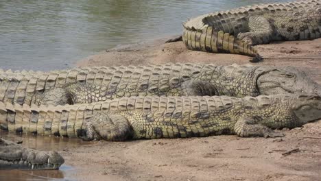 Cocodrilos-Del-Nilo-Descansando-Al-Sol-En-La-Orilla-Del-Lago,-Parque-Kruger