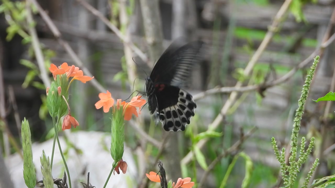 Wunderschöner Schmetterling und Blumen