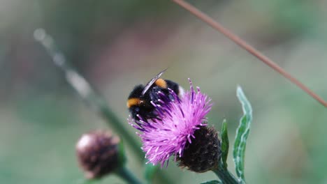 bumble bee coated in pollen carefully pollinating a knapweed flower before taking flight