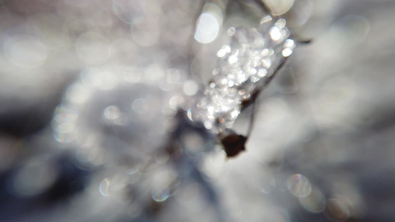 겨울의 숲. 추상적인 배경. 눈과 빛.