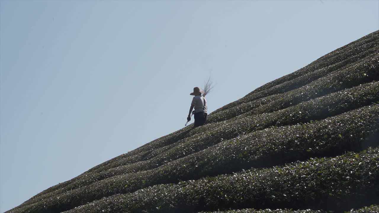 The farmer's wife is taking care of the tea garden