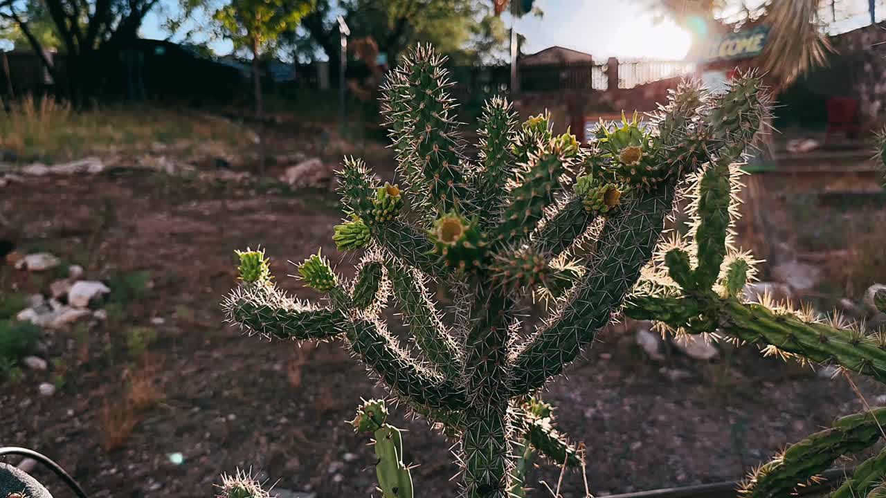 primer plano de un cactus de pera espinosa en un entorno de jardín