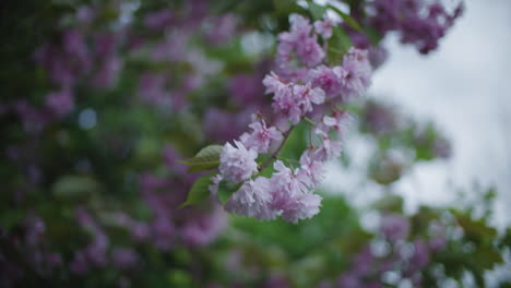 blooming bush moving in the wind in early april