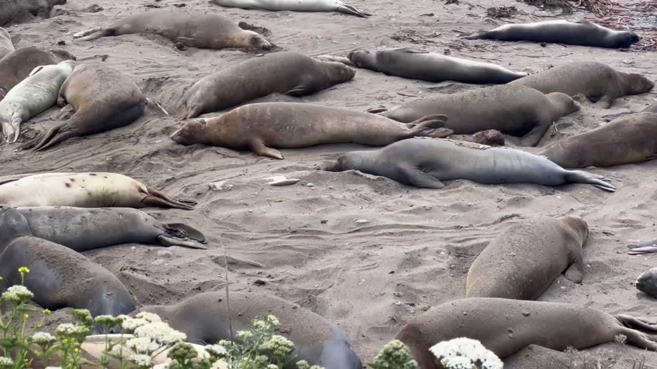 캘리포니아 주 피에드라스 블랑카스의 해변에서 잠을 자고 있는 북부 코끼리 해파리.
