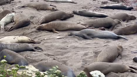 fotografía cinematográfica en primer plano de las focas elefantes del norte durmiendo en la playa de piedras blancas, california