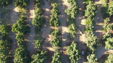 Aerial top down dolly in of harvester tractors between waru waru avocado plantations in a farm field at daytime