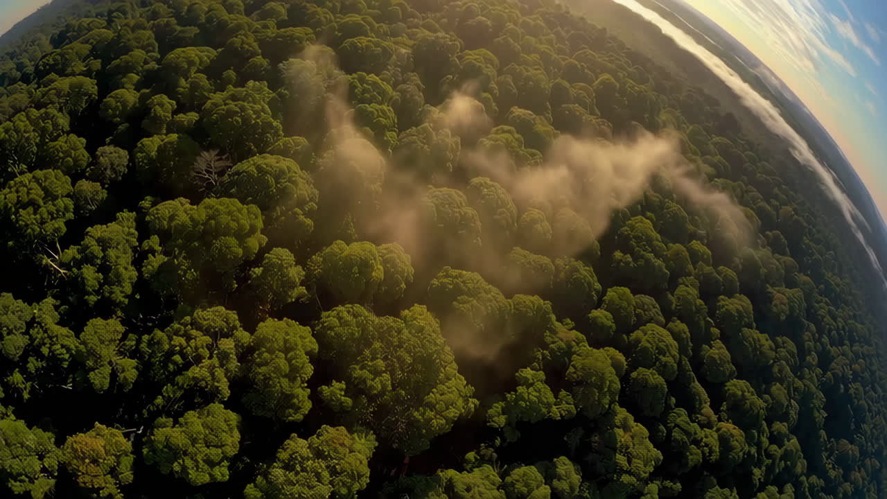 Una vista aérea de una selva tropical