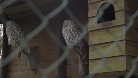 Two-owls-sitting-on-stick-in-a-large-bird-cage