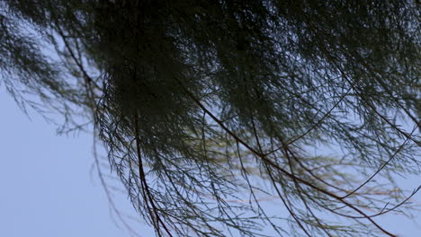 wind blowing through tree branches on a breezy day