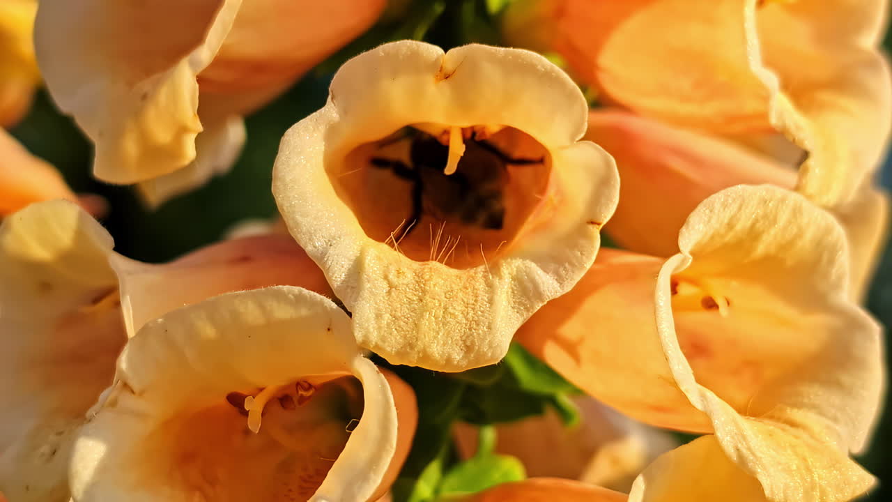 En makrovideo i nærbillede fanger en stor, lodden humlebi, der samler nektar og pollen, mens den kravler dybt ind i en smuk, solbeskinnet fingerbølblomst i en sommerhave.